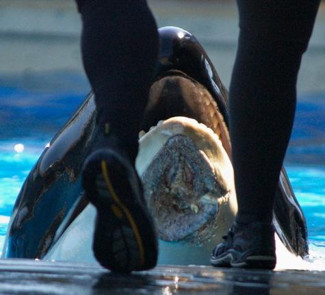 SeaWorld Un-Tanked