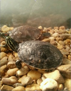 Roese Saves Turtle