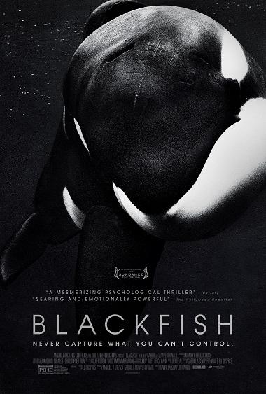 Blackfish Comes Into Light 