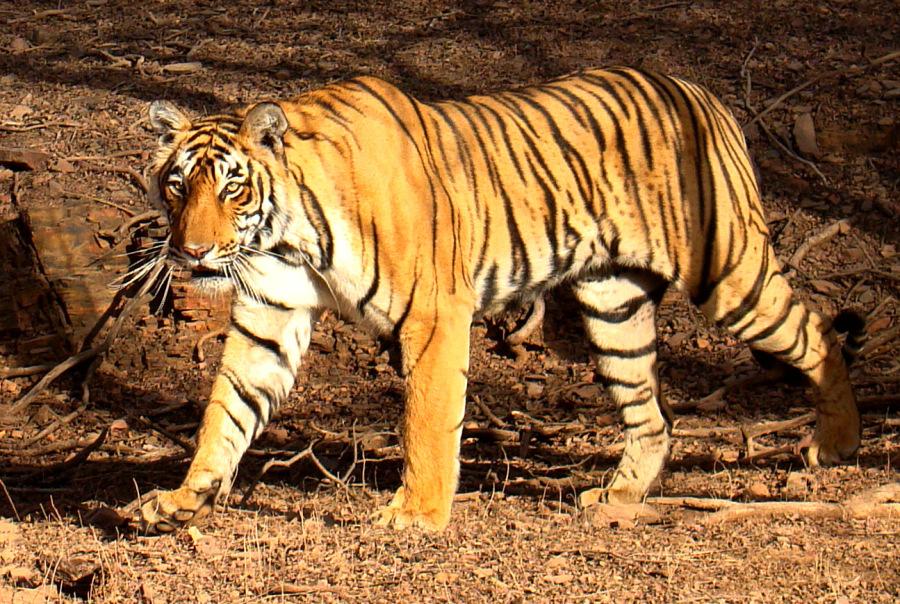 Don’t Call It A Comeback: Indian Tiger Populations Bounce Back