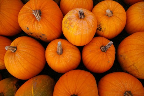Things To Do This Fall