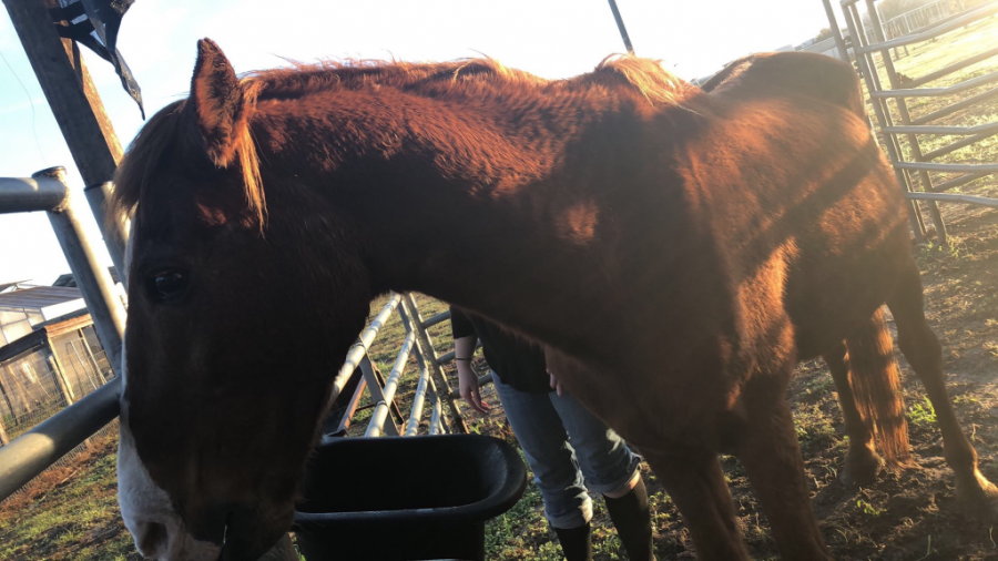 Agriculture Class Rescues Horse