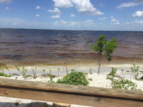 Red tide? More like dead tide