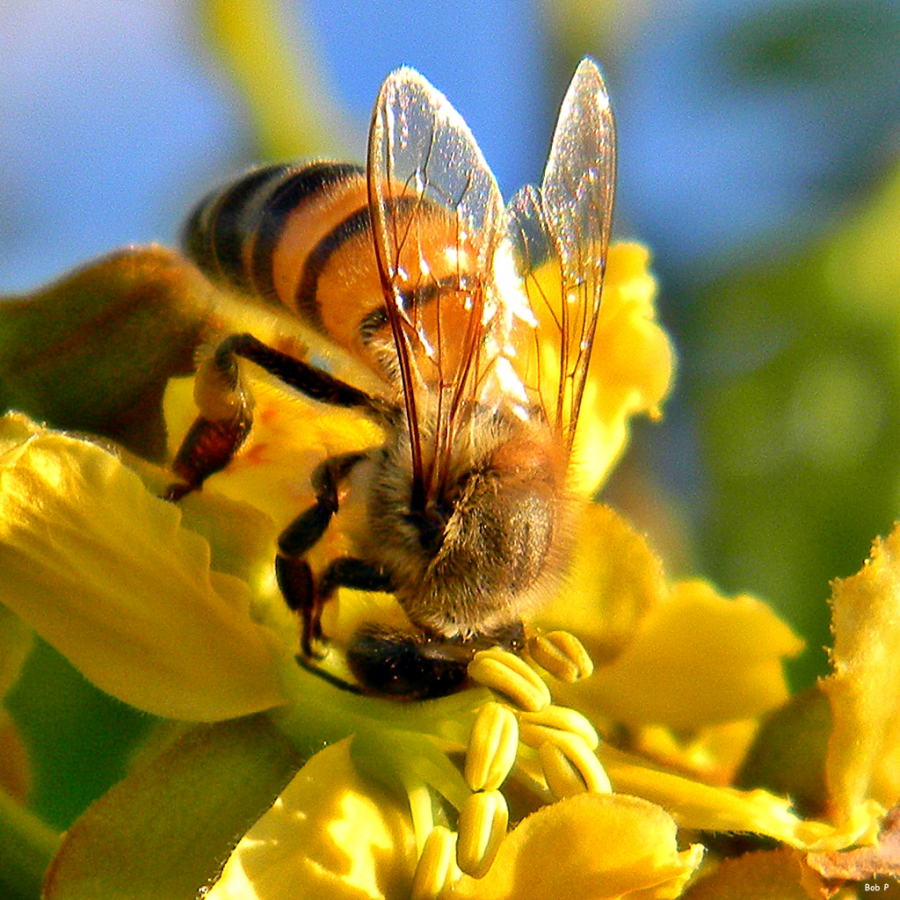 Honey Bee Sunrise