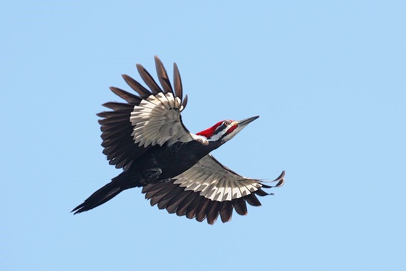 Woodpeckers Prevent Human Concussions