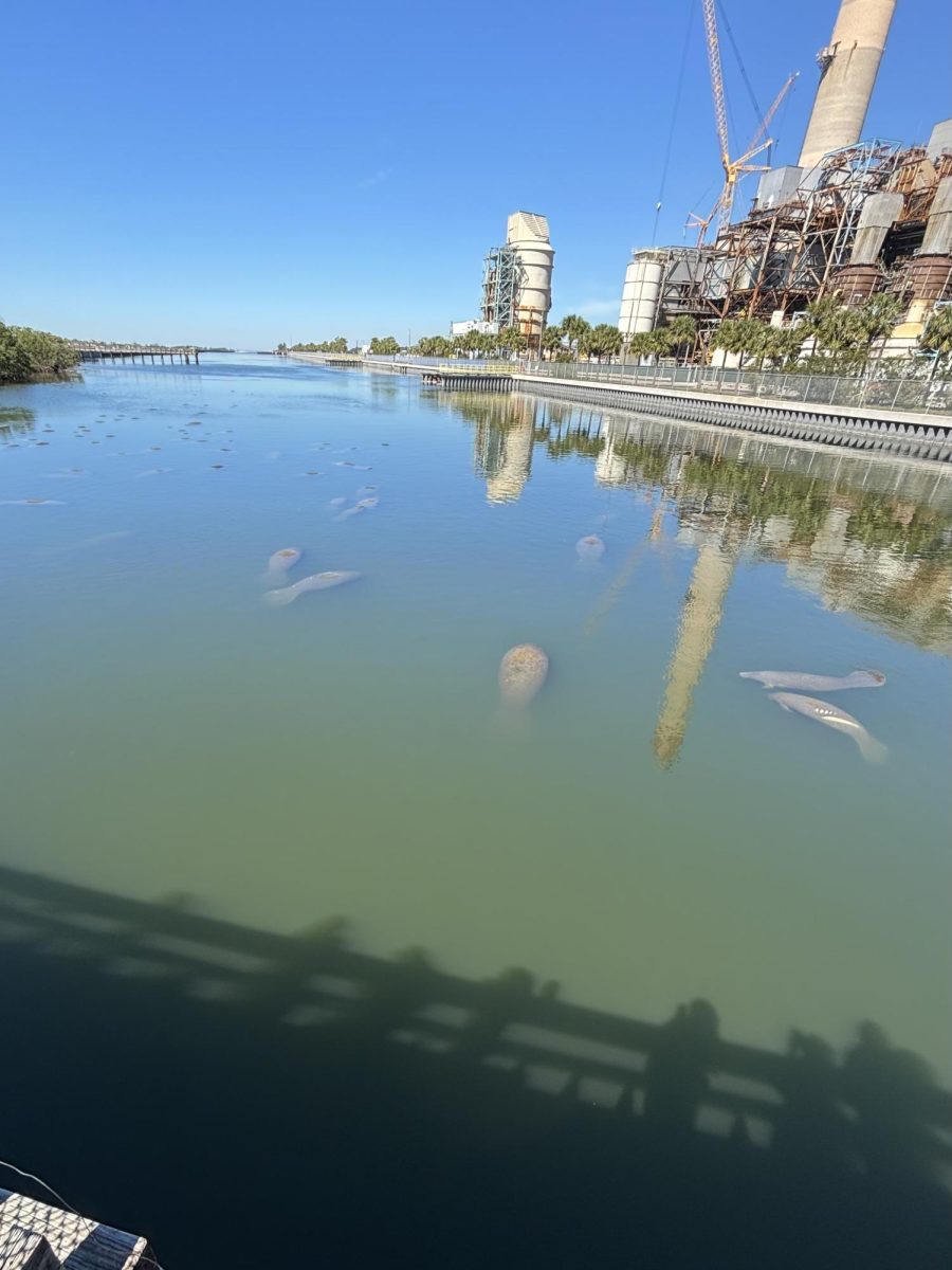 Manatees swimming in aggregations. 